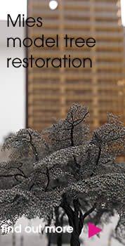 Mies van der Rohe Model Trees Conservation and Restoration